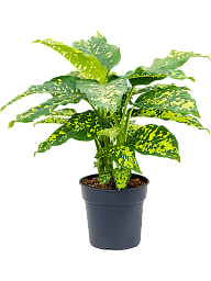 Vibrant Leopard Lily Dieffenbachia seguine 'Cheetah' Indoor House Plants