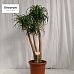 Tropical Ponytail Palm Beaucarnea recurvata Tall Indoor House Plants Trees