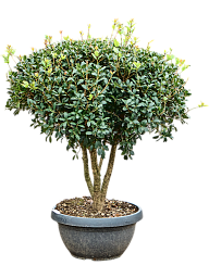 Osmanthus heterophyllus 'Ilicifolius'