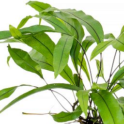 Easy-Care Kangaroo Foot Fern Lova microsorum diversifolium Indoor House Plants