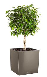Ficus Benjamina Exotica in LECHUZA CUBE Self-watering Planter, Total Height 85 cm