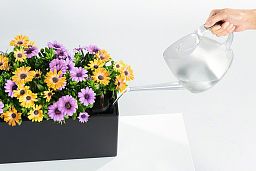 LECHUZA BALCONERA Cottage Trough Poly Resin Self-watering Planter Set