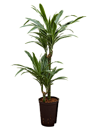 Insta-friendly Dracaena deremensis 'Warneckei' Tall Indoor House Plants Trees