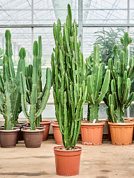 Easy-Care African Milk Tree Euphorbia trigona Indoor House Plants