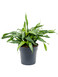 Lush Sancaena 'Fireflies Green' Indoor House Plants