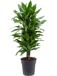 Easy-Care Corn Plant Dracaena fragrans 'Janet Lind' Tall Indoor House Plants Trees