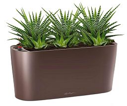 Haworthia in LECHUZA DELTA Self-watering Planter, Total Height 35 cm