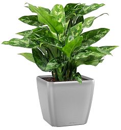 Aglaonema Maria in LECHUZA QUADRO LS Self-watering Planter, Total Height 60 cm