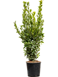 Lush Bay Tree Laurus nobilis