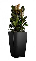 Ficus Elastica Robusta in LECHUZA CUBICO Self-watering Planter, Total Height 120 cm