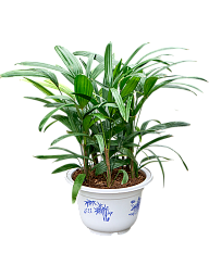 Tropical Lady Palm Rhapis excelsa Indoor House Plants