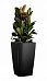 Ficus Elastica Robusta in LECHUZA CUBICO Self-watering Planter, Total Height 120 cm