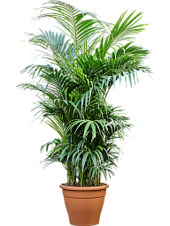 Lush Sentry Palm Kentia (Howea) forsteriana Indoor House Plants