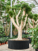 Lush Weeping Fig Ficus microcarpa ‘Nitida’ Tall Indoor House Plants Trees