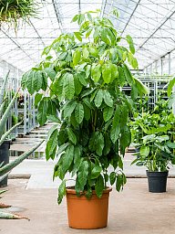 Cheerful Umbrella Tree Schefflera actinophylla 'Amate' Indoor House Plants