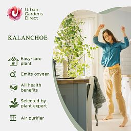 Cute Flaming Katy Kalanchoe beharensis Indoor House Plants