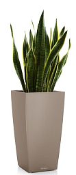 Sansevieria Laurentii in LECHUZA CUBICO Color Self-watering Planter, Total Height 80 cm
