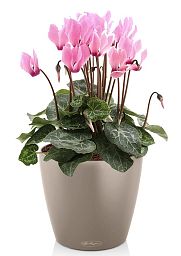 Blooming Cyclamen in LECHUZA CLASSICO Color Self-watering Planter, Total Height 40 cm