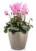 Blooming Cyclamen in LECHUZA CLASSICO Color Self-watering Planter, Total Height 40 cm