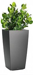 Clusia in LECHUZA CUBICO Self-watering Planter, Total Height 90 cm