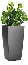 Clusia in LECHUZA CUBICO Self-watering Planter, Total Height 90 cm