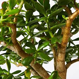 Crassula Ovata in LECHUZA CLASSICO Color Self-watering Planter, Total Height 30 cm