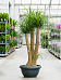 Tropical Ponytail Palm Beaucarnea recurvata Tall Indoor House Plants Trees
