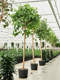 Lush Bodhi Tree Ficus religiosa (400-450) Indoor House Plants