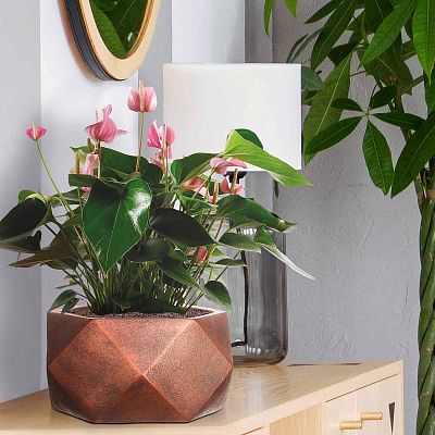IDEALIST Lite Faceted Effect Bronze Bowl Planter Indoor Plant Pot