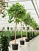 Lush Bodhi Tree Ficus religiosa (400-450) Indoor House Plants
