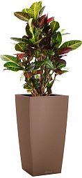 Codiaeum Petra in LECHUZA CUBICO Color Self-watering Planter, Total Height 130 cm