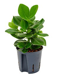 Graceful Autograph Tree Clusia rosea 'Princess' Indoor House Plants