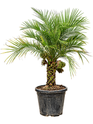 Tropical Pygmy Date Palm Phoenix roebelenii (470-500) Indoor House Plants