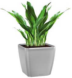Aspidistra in LECHUZA QUADRO LS Self-watering Planter, Total Height 80 cm