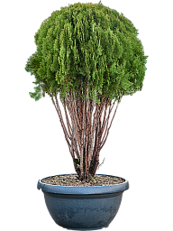 Thuja orientalis 'Pyramidalis Aurea'