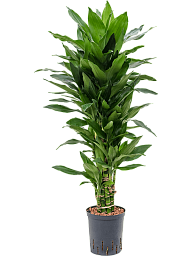 Easy-Care Corn Plant Dracaena fragrans 'Janet Lind' Tall Indoor House Plants Trees