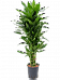 Easy-Care Corn Plant Dracaena fragrans 'Janet Lind' Tall Indoor House Plants Trees