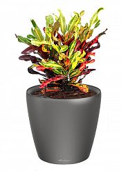 Codiaeum Mammy in LECHUZA CLASSICO LS Self-watering Planter, Total Height 45 cm