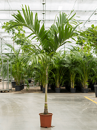 Lush Manila Palm Veitchia (Adonidia) merrillii (575-650) Indoor House Plants