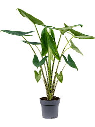 Easy-Care Elephant Ear Alocasia zebrina Indoor House Plants