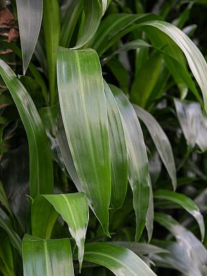 Easy-Care Corn Plant Dracaena fragrans 'Janet Lind' Tall Indoor House Plants Trees