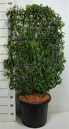 Lush Portugal Laurel Prunus lusitanica 'Angustifolia' Outdoor Plants