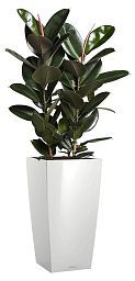 Ficus Elastica Abidjan in LECHUZA CUBICO Self-watering Planter, Total Height 190 cm