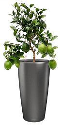 Citrofortunella Volcano Lemon in LECHUZA RONDO Self-watering Planter, Total Height 100 cm