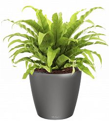 Asplenium Fern in LECHUZA CLASSICO LS Self-watering Planter, Total Height 50 cm