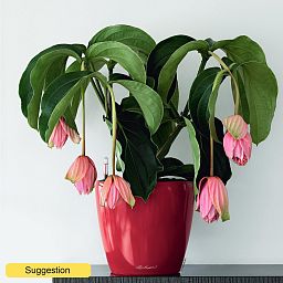 Majestic Chandelier tree Medinilla magnifica Indoor House Plants