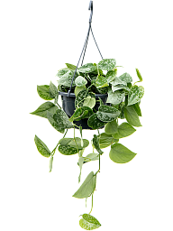 Shade-loving Satin Pothos Scindapsus pictus 'Silvery Ann'' Indoor House Plants