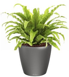 Asplenium Fern in LECHUZA CLASSICO LS Self-watering Planter, Total Height 50 cm