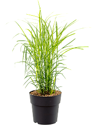 Easy-Care Maiden Grass Miscanthus sinensis 'Ferner Osten' Indoor House Plants