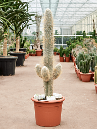 Easy-Care Old Man Cactus Espostoa lanata Indoor House Plants